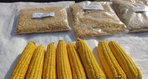 En Formosa presentan una nueva variedad de maíz amarillo