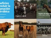 Ventajas de la vacunación voluntaria para la prevención de la rabia paresiante