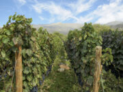 Argentina coordina acciones para incrementar las exportaciones de vino