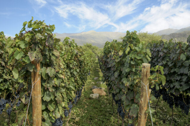 06 - 08 - vino 2