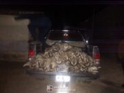 Caza ilegal: detuvieron a tres hombres con más de 60 vizcachas