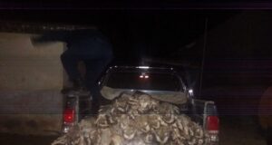 Caza ilegal: detuvieron a tres hombres con más de 60 vizcachas