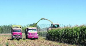 Hay que planificar en forma adecuada el maíz que se destinará a silo