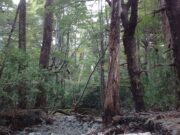 El INTA trabaja en la conservación de los bosques nativos de la Argentina