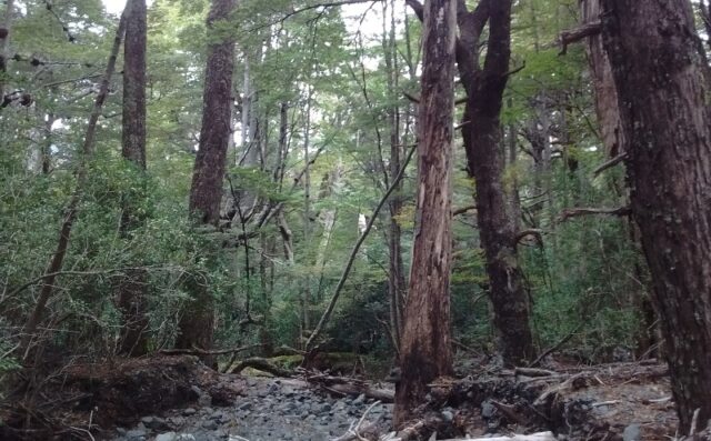 11 - 08 - inta - bosques 1