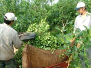 Aprueban una resolución que favorece el arraigo de productores yerbateros