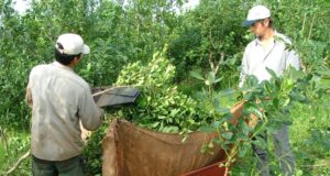 Aprueban una resolución que favorece el arraigo de productores yerbateros