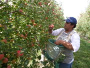 Trabajadores «golondrina» podrán mantener planes sociales cuando los empleen en blanco