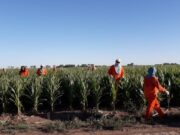 Piden procesar a directivos de empresa agropecuaria por explotación de 237 trabajadores