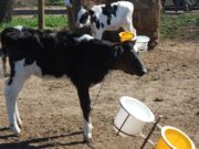 Estrategias para mitigar el impacto del virus de la diarrea viral bovina