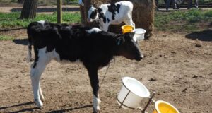 Estrategias para mitigar el impacto del virus de la diarrea viral bovina