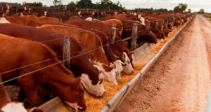 Feedlots con menos encierres que el año pasado