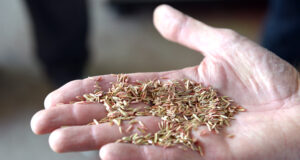 Agricultura incorporó especies vegetales nativas tradicionales al Código Alimentario Argentino (CAA)
