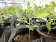 INTA y una empresa evalúan nueva tecnología de biofertilización