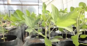 INTA y una empresa evalúan nueva tecnología de biofertilización