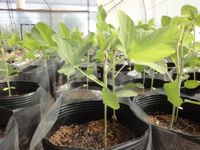 24 - 08 - inta-novozymes-1
