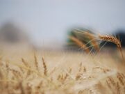 Los negocios anticipados por trigo nuevo alcanzan el valor más alto desde 2013