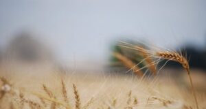 Los negocios anticipados por trigo nuevo alcanzan el valor más alto desde 2013
