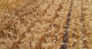 Los rendimientos en trigo estarán limitados por el déficit hídrico