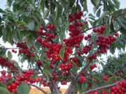 En septiembre habrá jornadas especiales en arándanos y cerezas