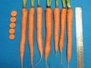 INTA la consulta generó una nueva variedad de zanahoria, rica en carotenos