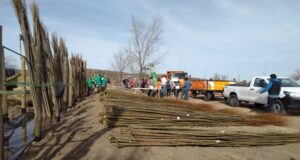 Forestarán los márgenes de los canales de la provincia
