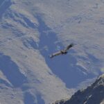 Foto-4-liberacion-condor-andino