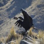 Foto-principal-Liberacion-condor-andino