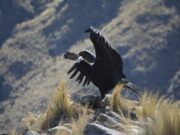 Un cóndor andino volvió a volar libre en el cielo puntano