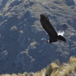 Foto-secundaria-condor-andino