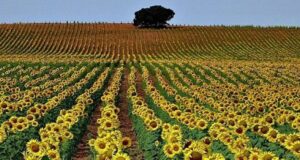 San Luis: la intención de siembra para el girasol creció 4 mil hectáreas