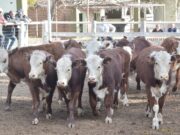 El 70% de productores de las principales provincias ganaderas cumplieron con la DOES