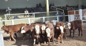 Primer remate de agosto de San Luis Feria: los terneros livianos promediaron los $278