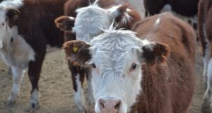Oferta estacional de vacas: factores disruptivos que podrían alterar la tendencia