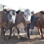 WhatsApp Image 2021-08-26 at 12.41.52 (1)