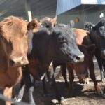 WhatsApp Image 2021-08-26 at 12.41.52