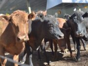 Los casos de EEB atípica en Brasil no afectan el estatus sanitario de Argentina