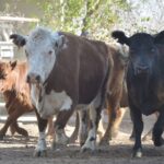 WhatsApp Image 2021-08-26 at 12.41.53 (1)