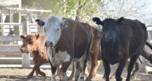 Manejo eficiente de los pastos, clave para una ganadería sustentable