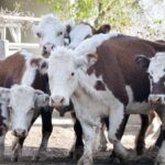 WhatsApp Image 2021-08-26 at 12.41.56 (2)