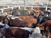 Iriarte analiza el tema carne en el país y lo que ocurre en los países de la región
