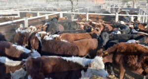 Iriarte analiza el tema carne en el país y lo que ocurre en los países de la región