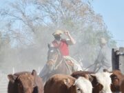 Informe de la Bolsa de Rosario a partir de la restricción de las exportaciones de carne