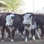 WhatsApp Image 2021-08-26 at 12.42.33 (1)