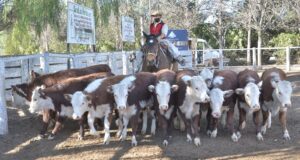 Con valores muy firmes para la invernada, San Luis Feria remató mil cabezas
