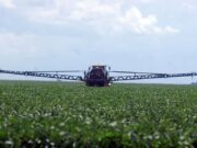 Clorpirifós: el Senasa prohibió su uso como insecticida