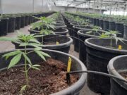 El INTA avanza en la investigación sobre cannabis medicinal