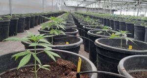 El INTA avanza en la investigación sobre cannabis medicinal