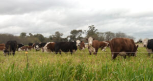 Marfrig adopta blockchain para garantizar la cadena de producción libre de deforestación