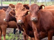 La carne argentina genera emisiones por debajo de valores internacionales